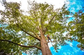 How Our Tree Care Process Works  in  Willcox, AZ